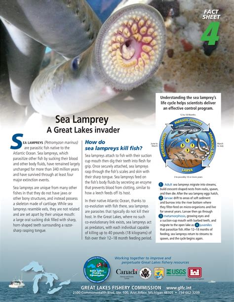 Sea Lampreys Life Cycle Helps Scientists Deliver An Effective Control