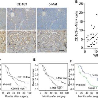 CD163 And C Maf Expression Positively Correlates With Il 17 Cell And