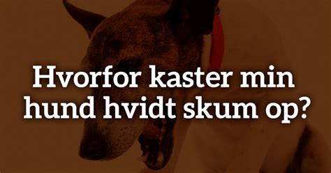 Hvorfor Kaster Min Hund Hvidt Skum Op