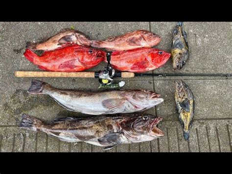 Casting Swimbaits For Lingcod Rockfish Giant Halibut Youtube