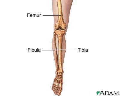 fibula – The Disabled List