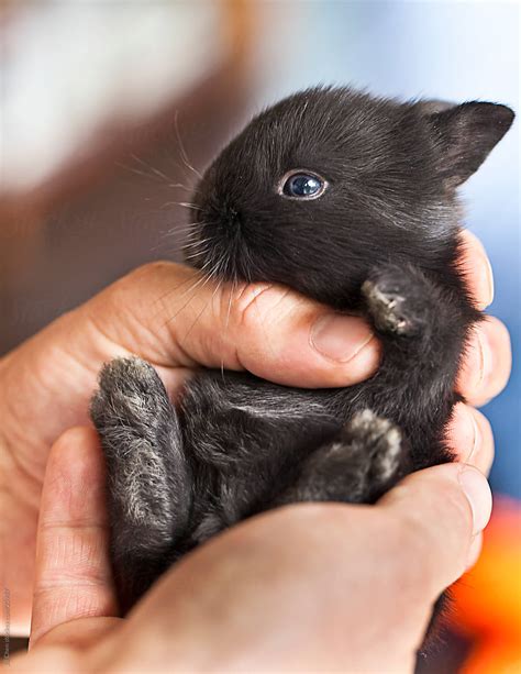 Black Baby Bunny