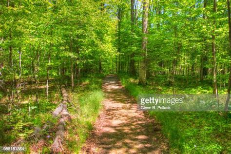 Woodland Trail Photos And Premium High Res Pictures Getty Images