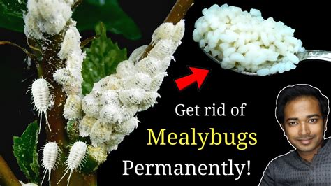 How To Easily Get Rid Of Mealybugs Permanently Mealybugs Treatment On