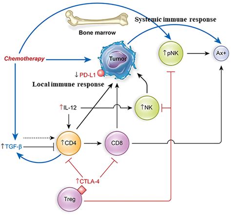 A Hypothesis Of Systemic And Local Immune Activation Interactions In Download Scientific