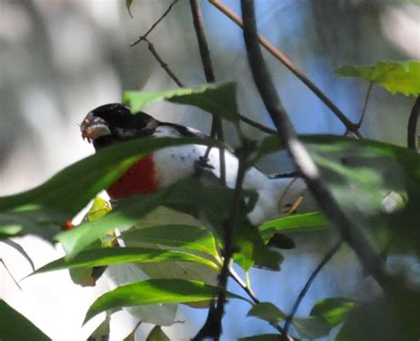 Audubon South Carolina: Rose-breasted Grosbeak on Migration