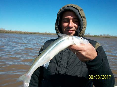 Guia De Pesca En Berisso Altapesca Llegaron Los Bagres De Mar