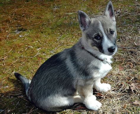 Swedish Vallhund Info, Temperament, Care, Puppies, Pictures