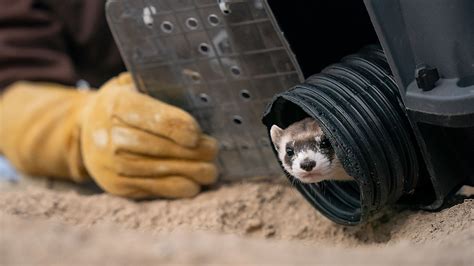 Black-Footed Ferrets Released into Wild, Reinspiring Longtime CMZoo ...