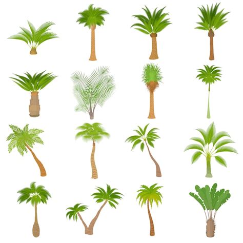 Premium Vector Different Palm Trees Icons Set