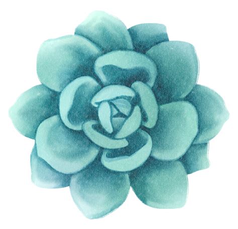 ilustração em aquarela de planta suculenta 9660015 PNG