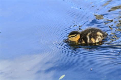 Baby Duck Swimming stock photo. Image of hatchling, green - 31056534