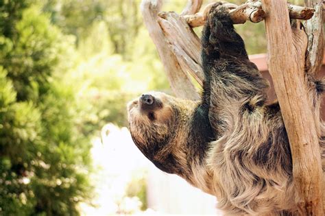 Sloth Behind-the-Scenes Tour - Virginia Zoo