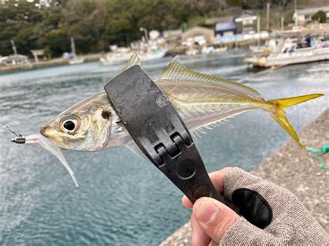 アジングっていつが一番釣れるの？アジの生態・釣りやすい季節・釣り方を解説します。 釣具を高く売るなら釣king