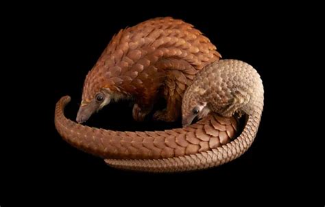 Wallpaper Cub Black Background Mother Pangolins Images For Desktop