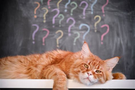 Question Mark Cat Stock Photos Pictures And Royalty Free Images Istock