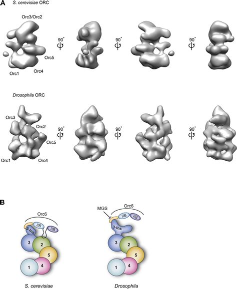 Figures And Data In A Meier Gorlin Syndrome Mutation In A Conserved C