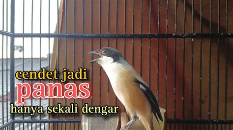 Masteran Cendet Gacor Full Isian Mewah Ahli Bikin Burung Cendet Lain