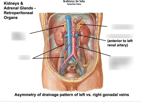 Kidneys Vasc Diagram Quizlet