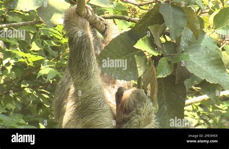 Three toed sloth claws hanging Stock Videos & Footage - HD and 4K Video ...