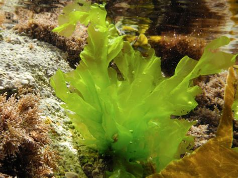 Sea Lettuce Facts And Health Benefits