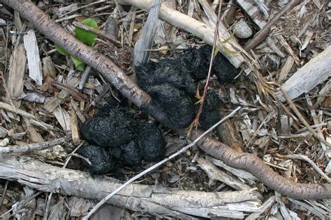 Bear Scat Flickr Photo Sharing