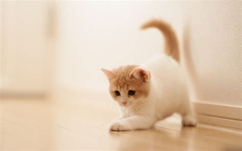 Little Cat Wallpapers - 4k, HD Little Cat Backgrounds on WallpaperBat