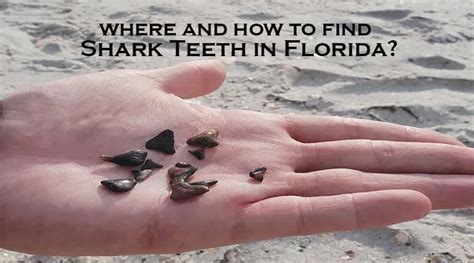 What Beach In Florida Has The Most Shark Teeth Iwqaai