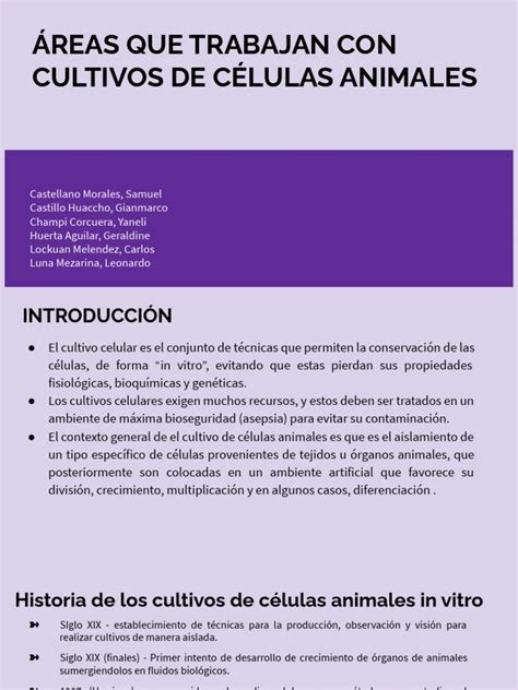 Áreas Que Trabajan Con Cultivos De Células Animales Pdf Cultivo De