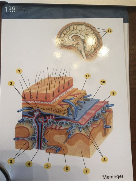 Meninges Of The Brain Diagram Quizlet