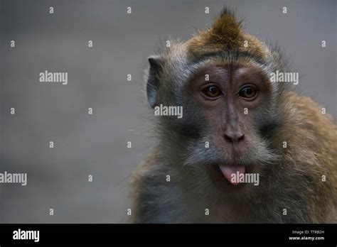 Monkey Sticking Out Tongue Hi Res Stock Photography And Images Alamy