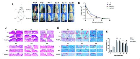 Se Sio Nps Promote The Process Of Scarless Wound Healing A