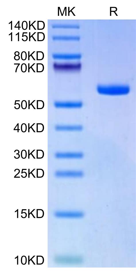 Biotinylated Human HLA A 11 01 B2M KRAS G12A VVVGAAGVGK Monomer Prot