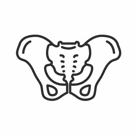 Pelvis Clipart Pelvic Drawing Vector Human Labor Clipground Female