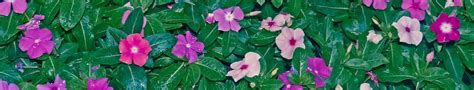 How To Grow Vinca Seeds The Seed Collection