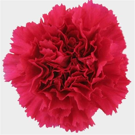 Orange Carnation Flower Fancy Wholesale Blooms By The Box