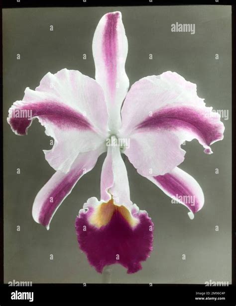 Cattleya Trianae 'Mrs Phillips', also known as Flor de Mayo (May Flower) or Christmas Orchid ...