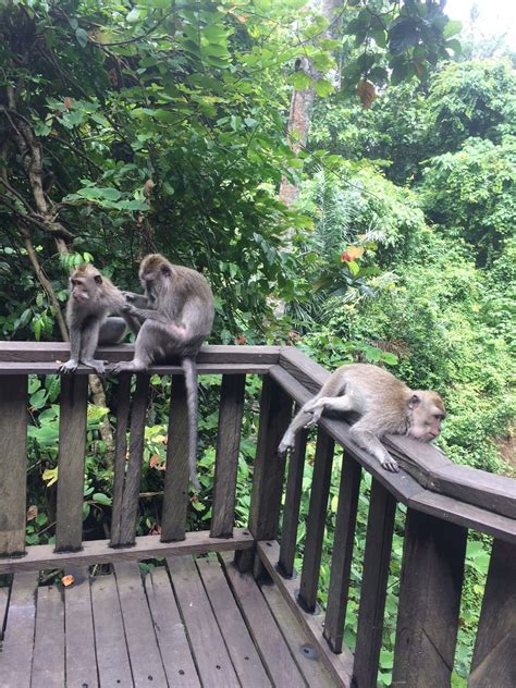 Suba Bali Tours Ubuds Monkey Forest Balinese Guide And Driver Services