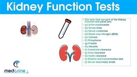 Renal Function Tests Youtube