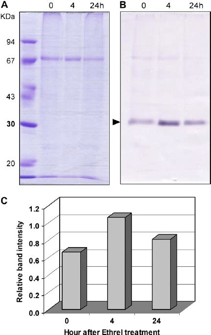 Western Blot Verification And Quantification Of Hbpip21 Aquaporin Download Scientific Diagram