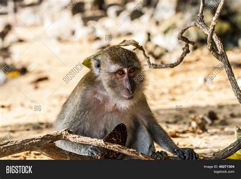 Young Macaque Monkeys Image And Photo Free Trial Bigstock