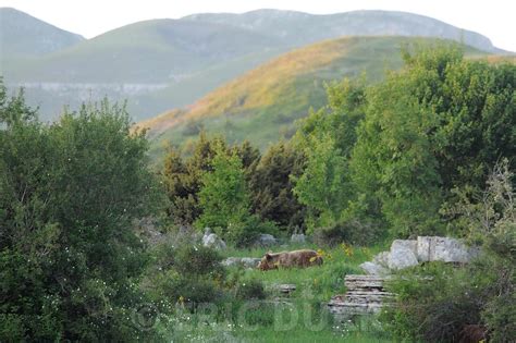 Eric D Rr Photographie Jeune Ours M Le Dans Le Karst