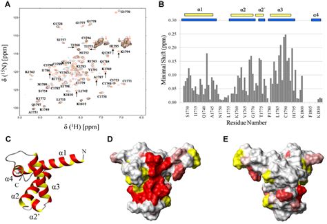 Identification Of The B Myb Tad Binding Site On P Taz Panel A