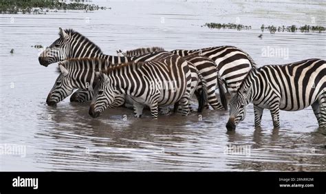 Grant S Zebra Equus Burchelli Boehmi Herd Standing At The Water Hole