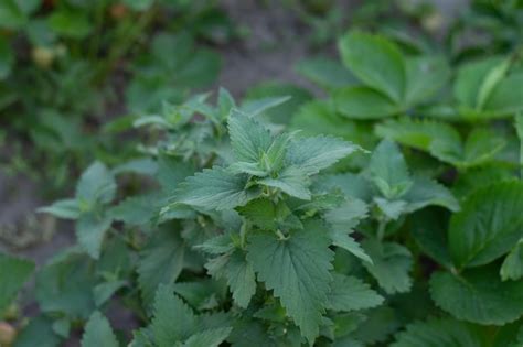 premium photo beautiful bush  fresh mint