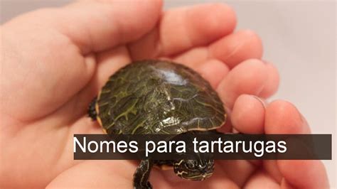 60 Nomes Para Tartarugas Criativos E Originais YouTube