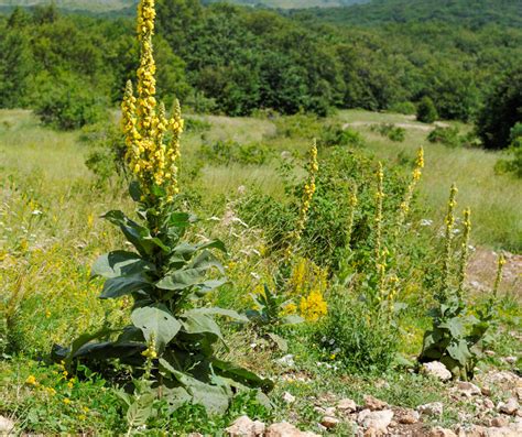 Mullein Benefits & Uses ~ HealthPrimitive