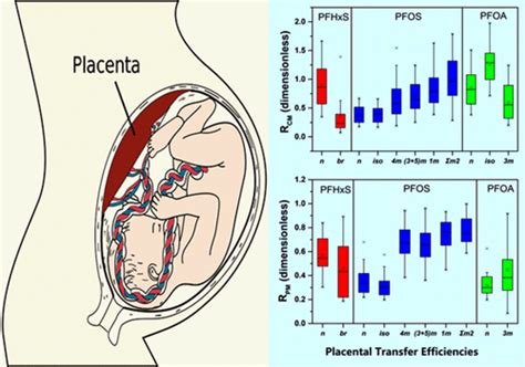 Isomer Specific Transplacental Transfer Of Perfluoroalkyl Acids