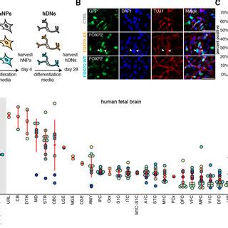 Foxp Promotes Mature Neuronal Gene Expression Via Two Distinct