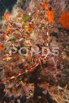 Photograph European Spiny Crayfish Palinurus Elephas Dive Site Marine